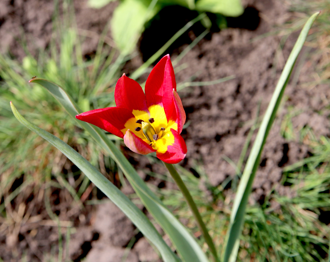 Image of Tulipa humilis specimen.