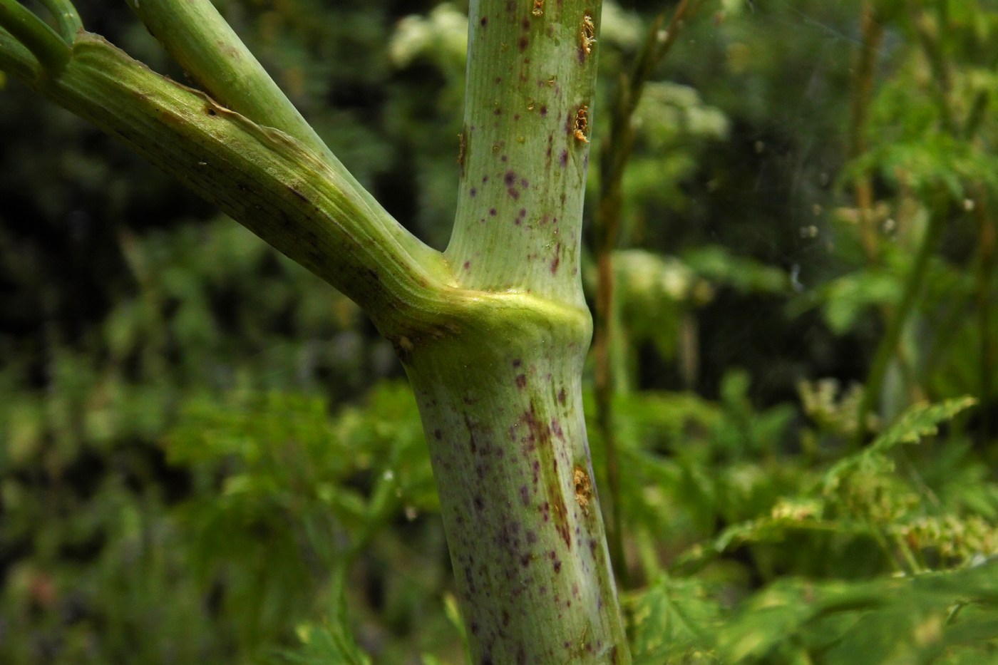 Изображение особи Conium maculatum.