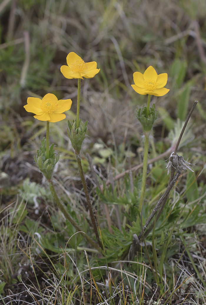 Image of Anemonastrum speciosum specimen.