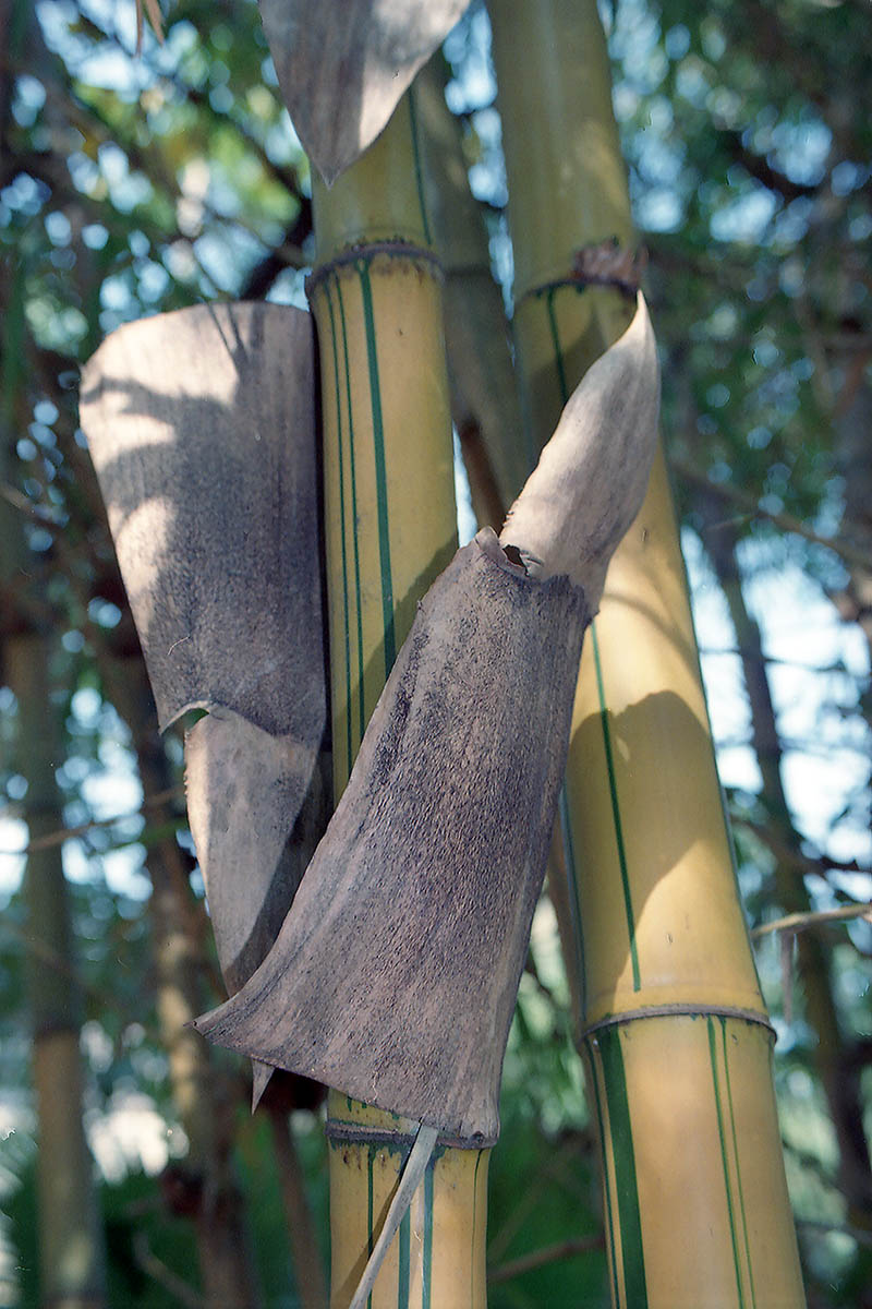 Image of familia Poaceae specimen.