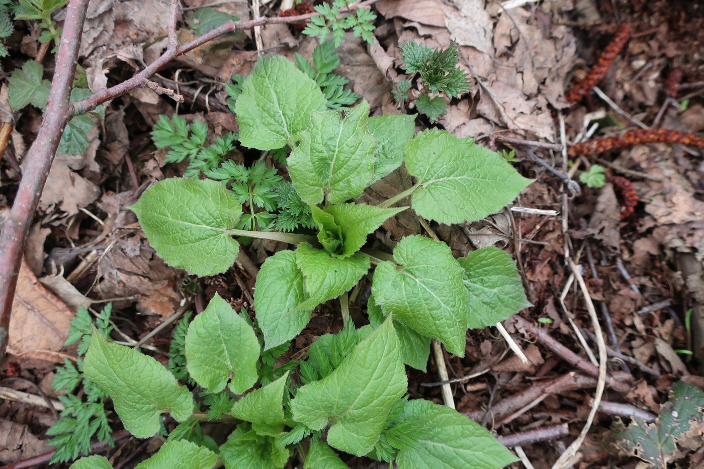 Image of Campanula latifolia specimen.