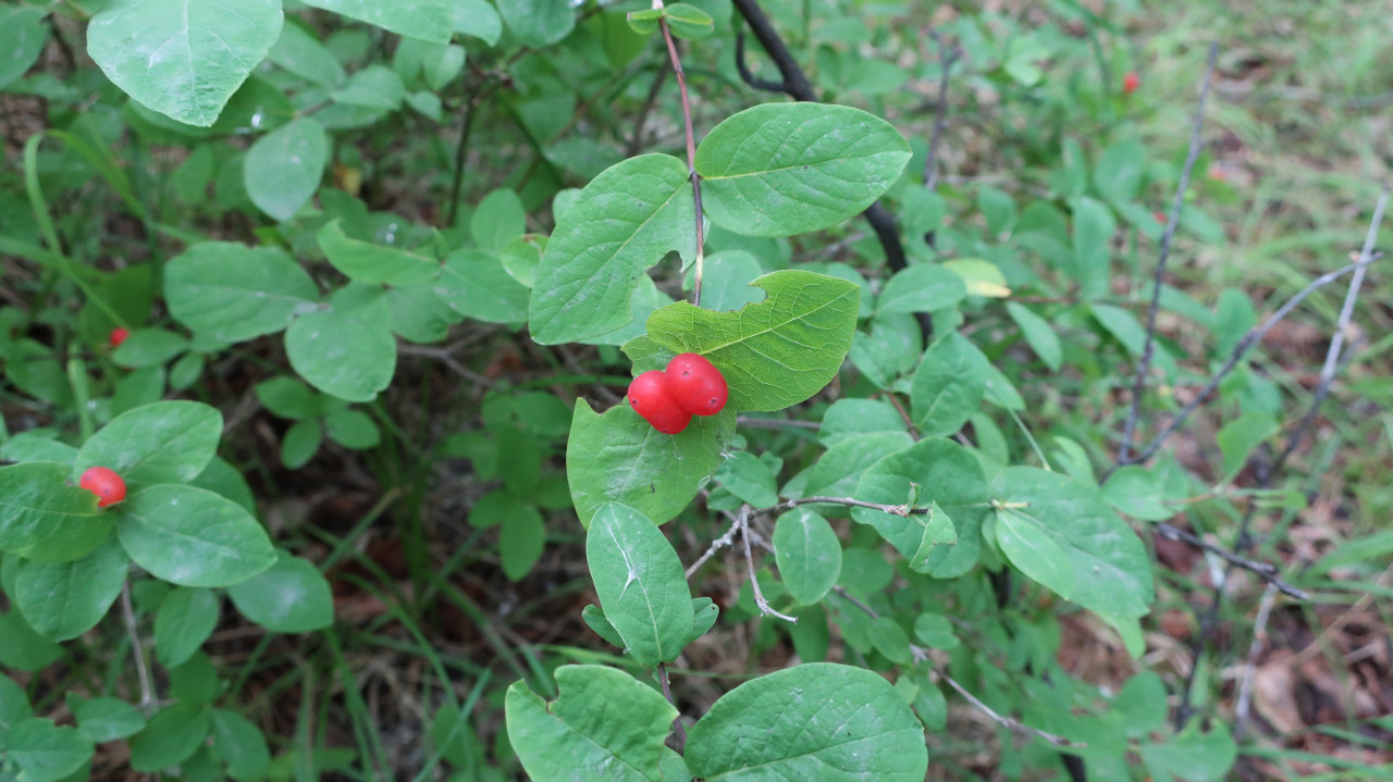 Изображение особи Lonicera chamissoi.