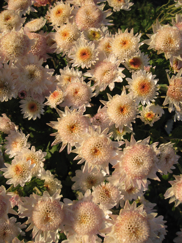 Image of Chrysanthemum indicum specimen.