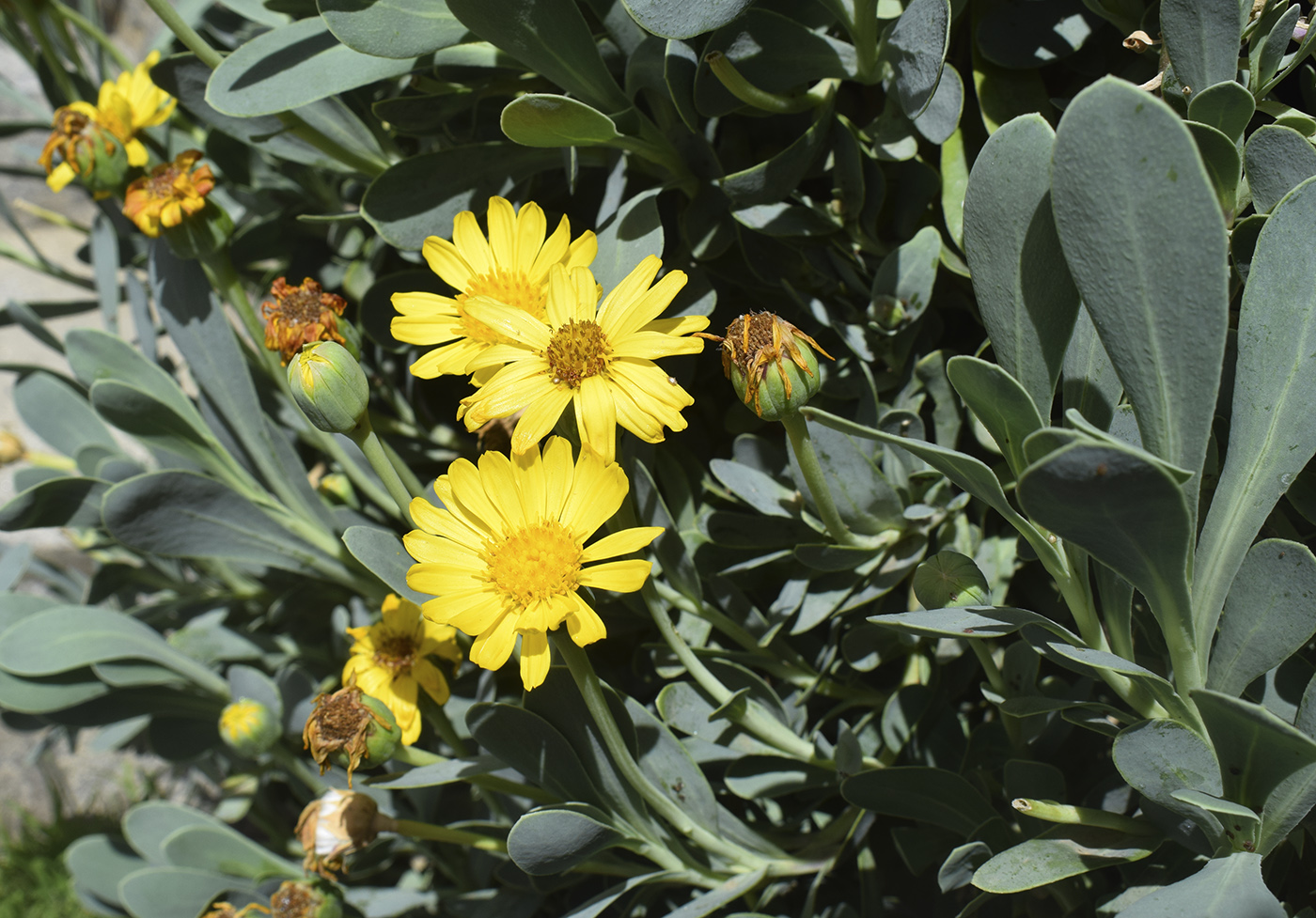 Image of Hertia cheirifolia specimen.