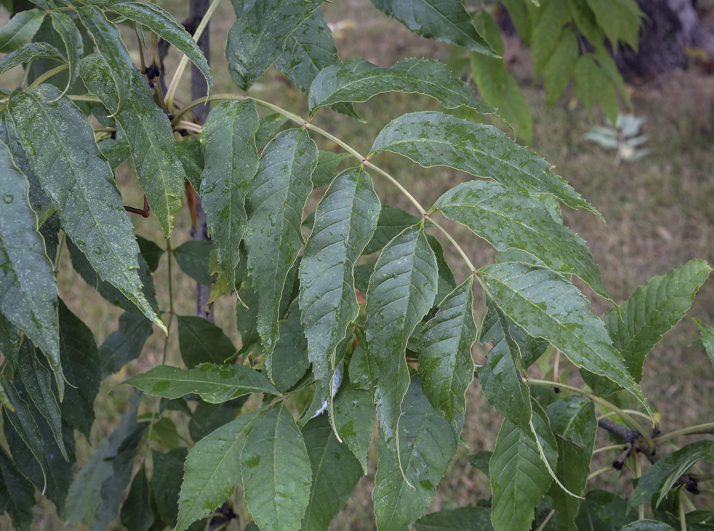 Image of Fraxinus excelsior specimen.