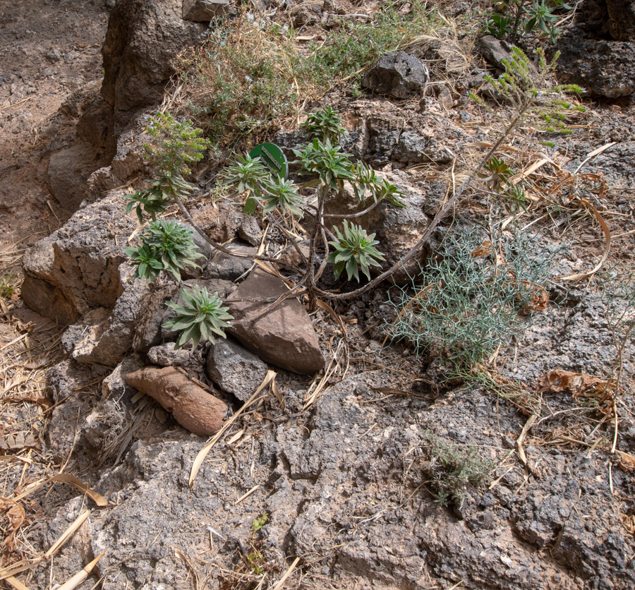 Image of Echium handiense specimen.