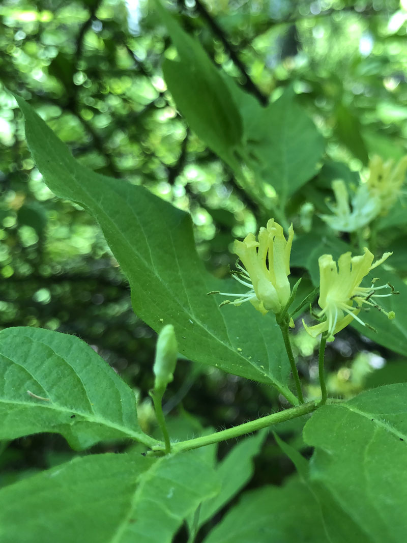 Изображение особи Lonicera chrysantha.