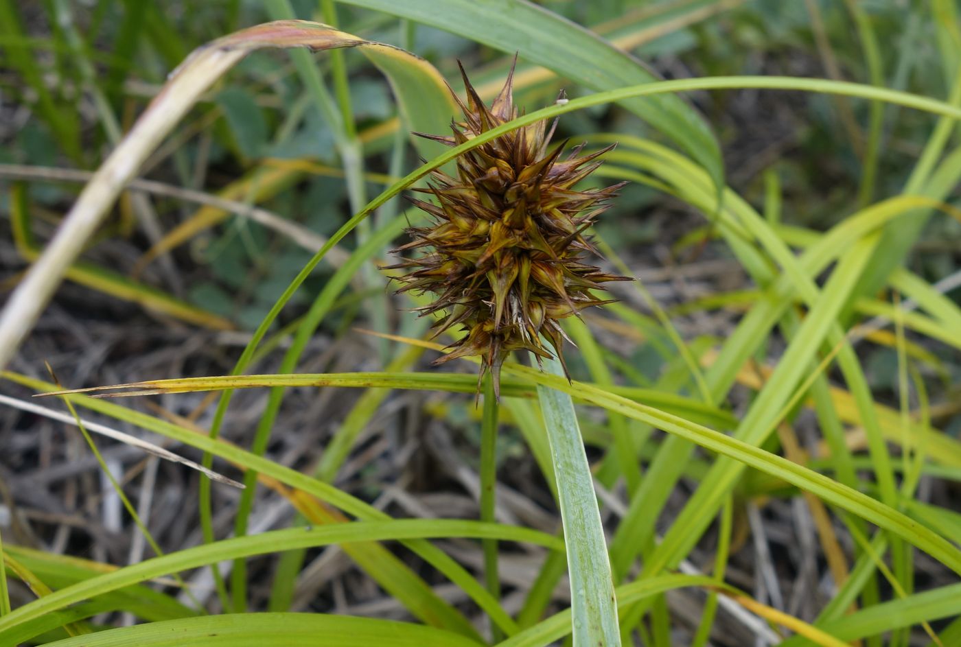 Изображение особи Carex macrocephala.