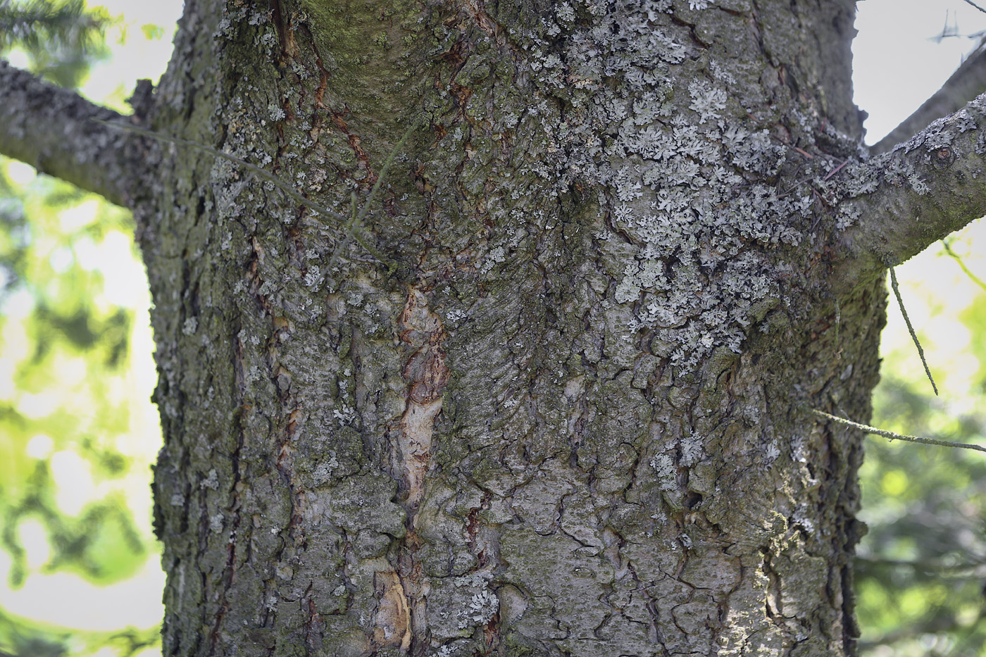 Изображение особи Pseudotsuga menziesii.