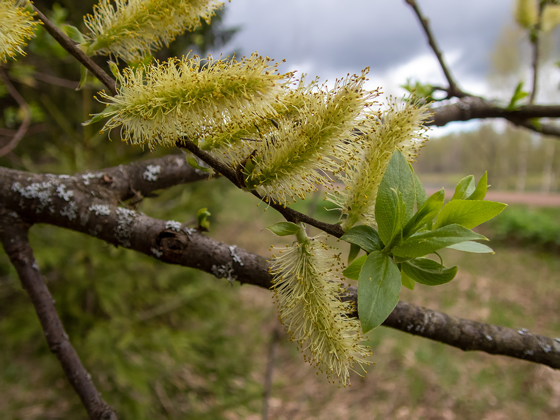 Image of Salix myrsinifolia specimen.