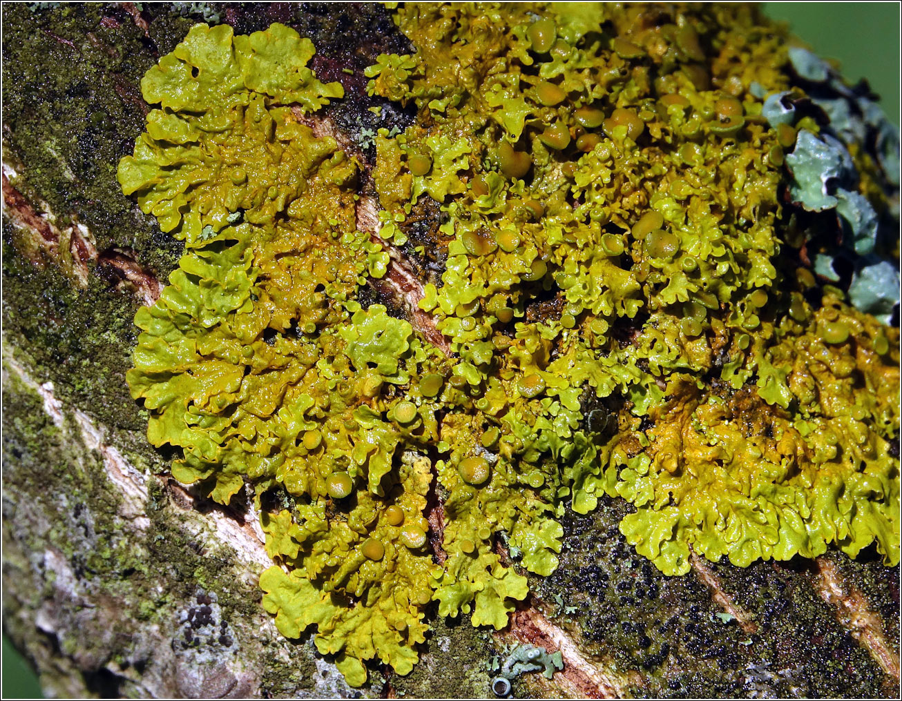 Image of Xanthoria parietina specimen.