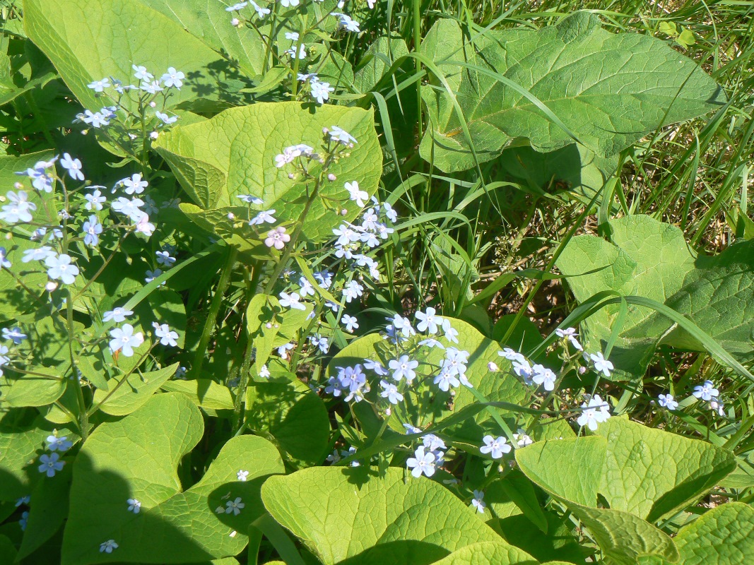 Image of Brunnera sibirica specimen.