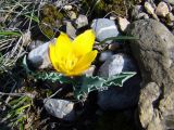 Tulipa pseudoferganica