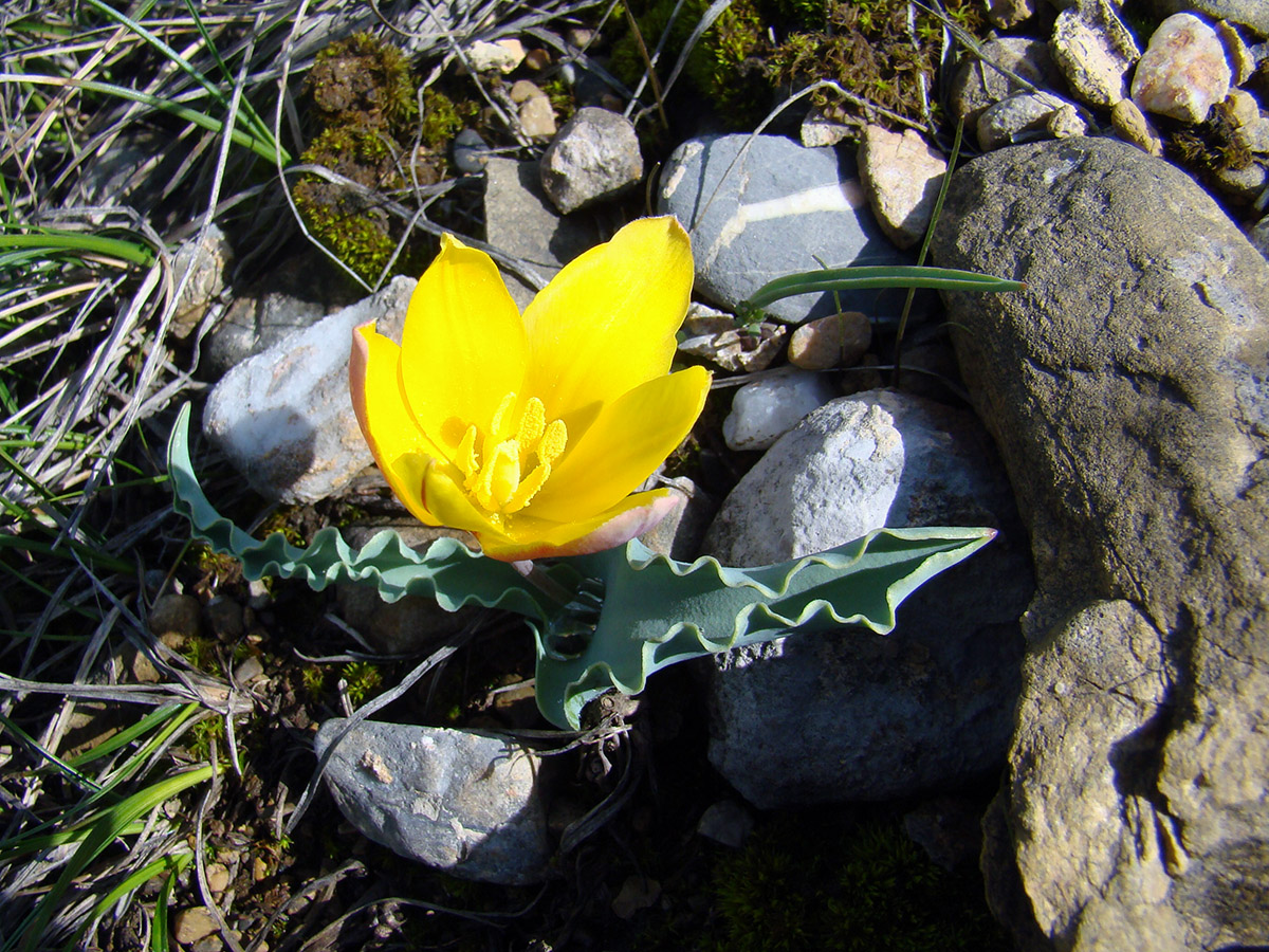 Image of Tulipa pseudoferganica specimen.