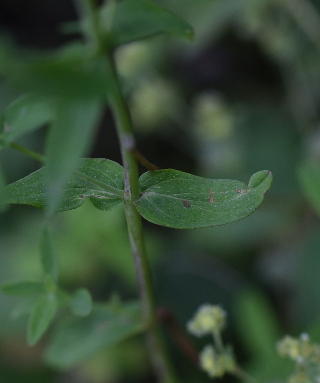 Изображение особи Hypericum perforatum.