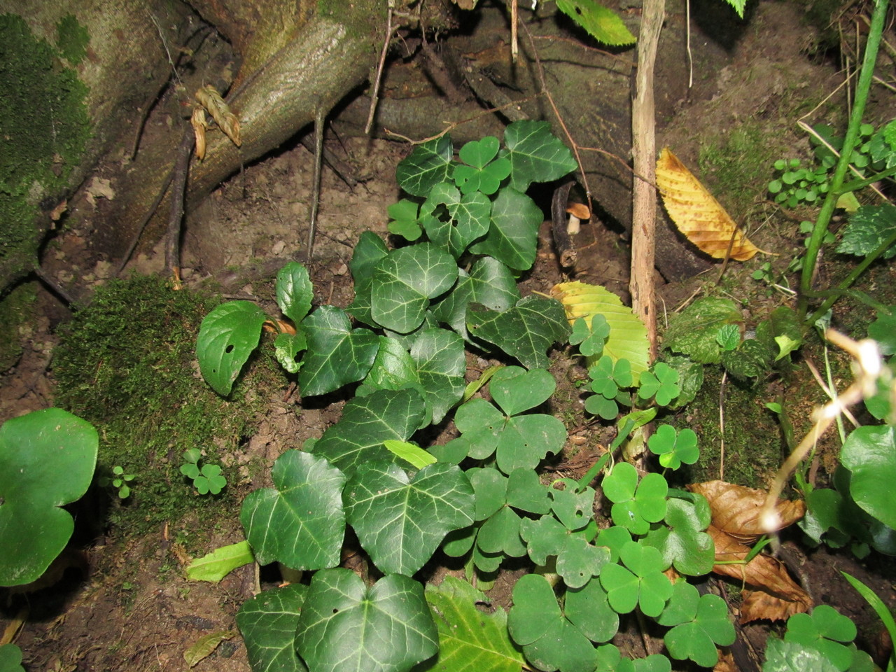 Image of Hedera helix specimen.