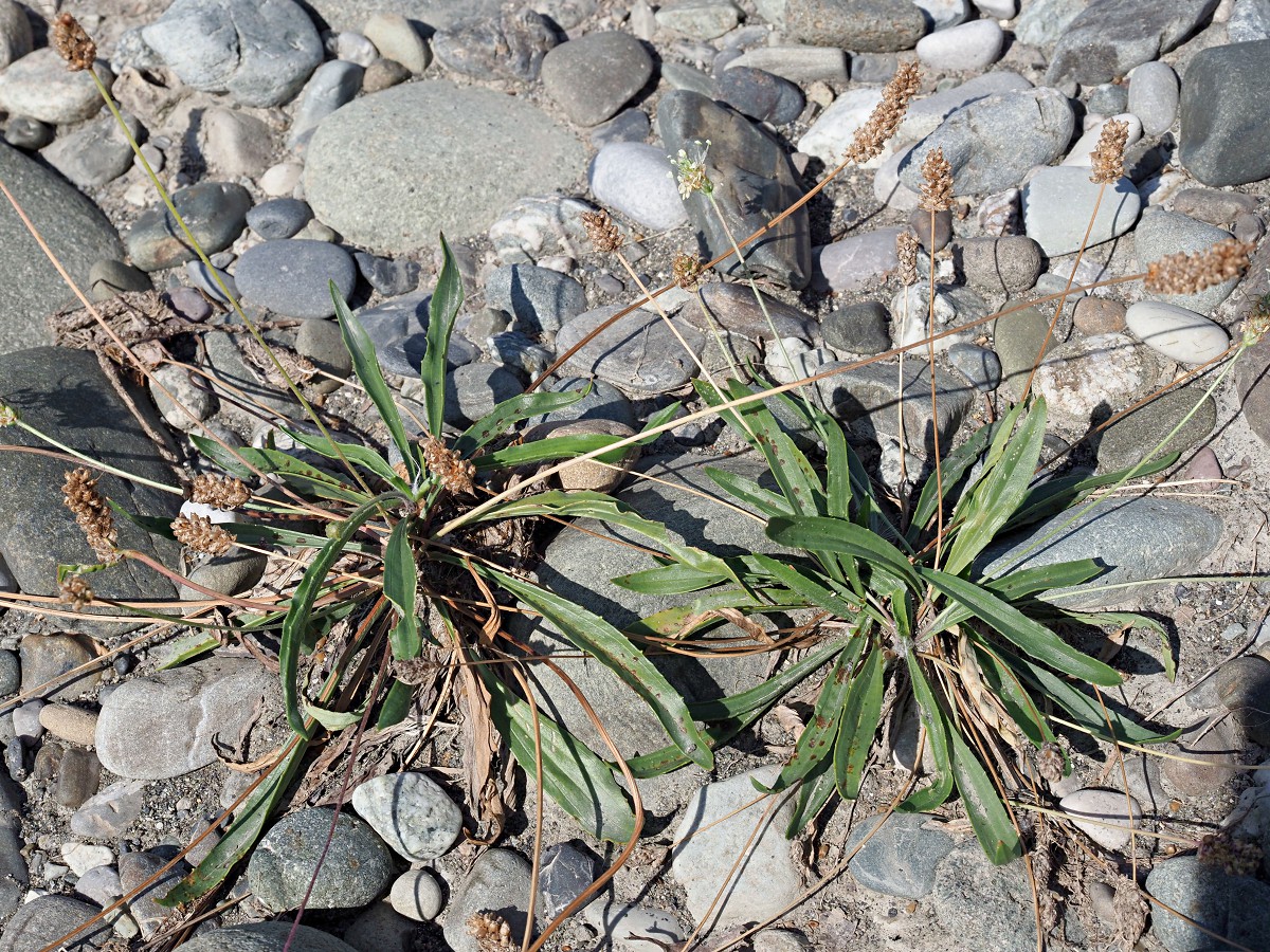 Image of Plantago lanceolata specimen.