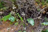 Metaplexis japonica