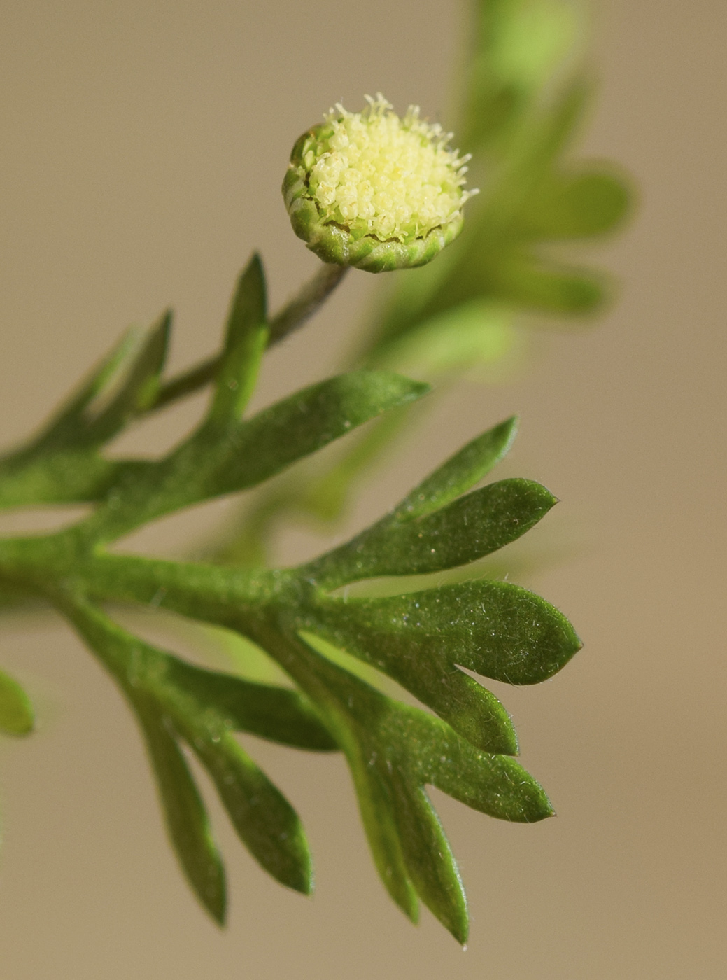 Изображение особи Cotula australis.