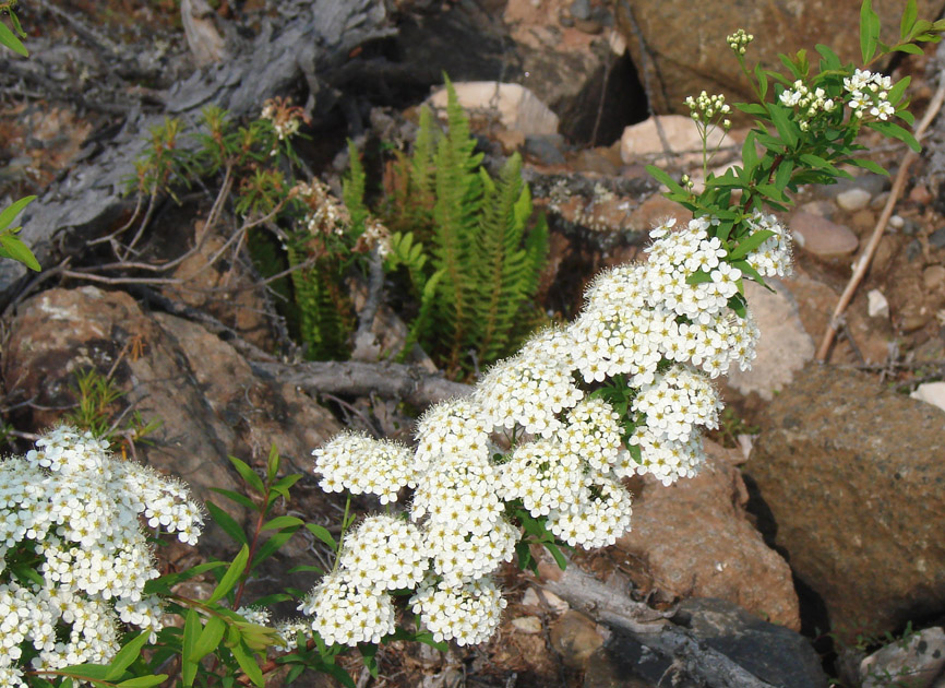 Image of Spiraea media specimen.