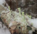 род Cladonia