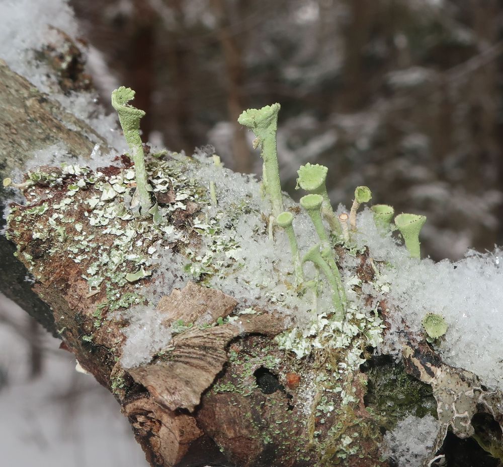 Изображение особи род Cladonia.