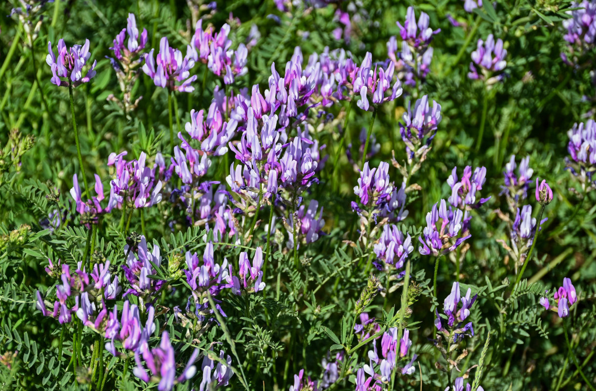 Изображение особи Astragalus onobrychis.