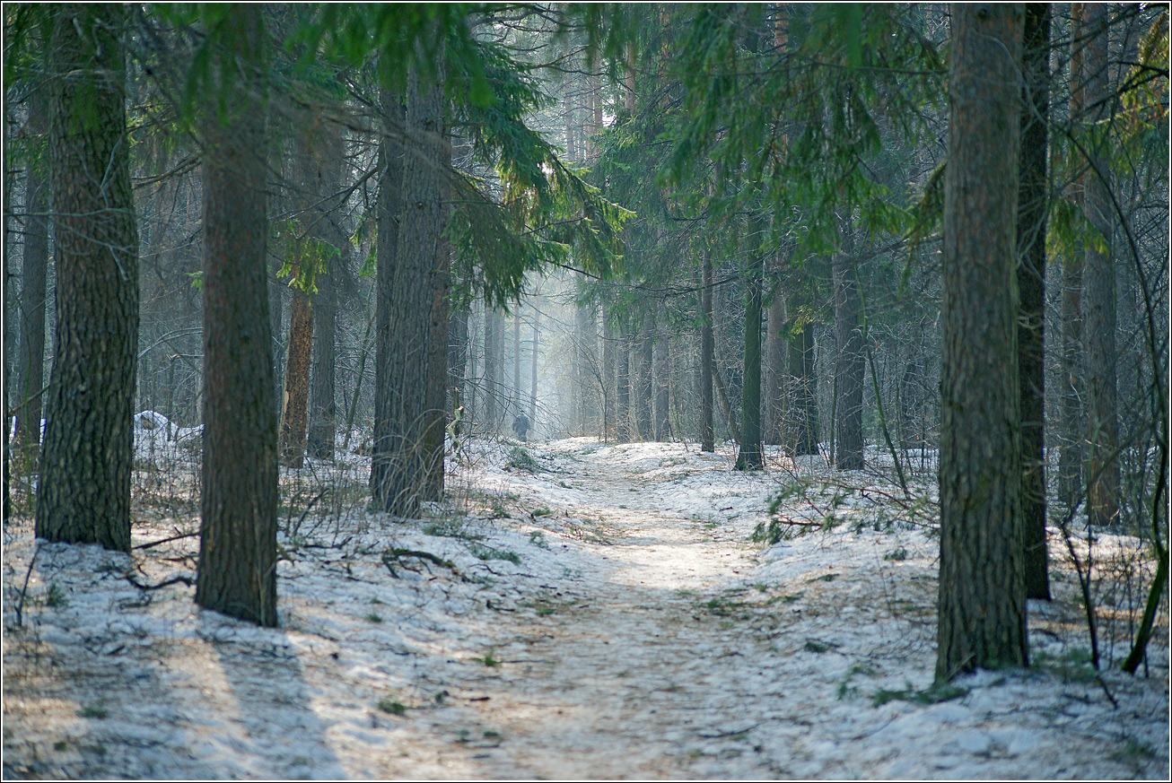 Изображение особи Picea abies.