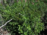 Ribes diacantha