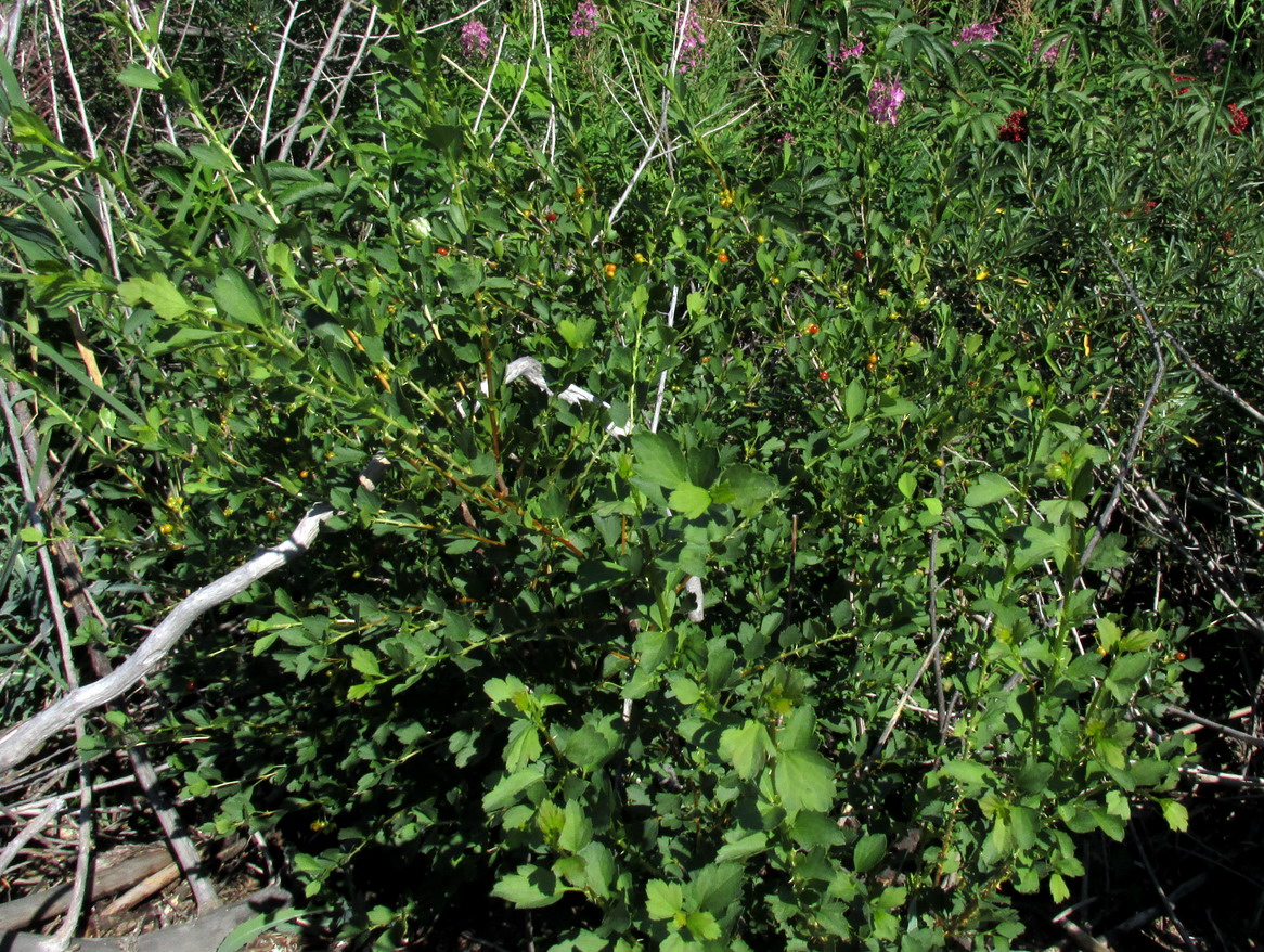 Image of Ribes diacantha specimen.