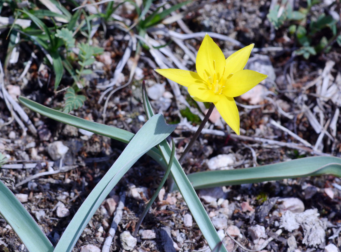 Изображение особи Tulipa dasystemon.