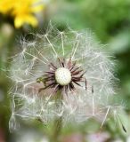 Taraxacum holmboei