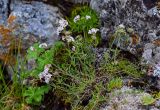 Asperula abchasica. Цветущие растения в сообществе с Alchemilla. Ингушетия, Джейрахский р-н, перевал Цей-Лоам, ≈ 2200 м н.у.м., каменистый склон. 24.07.2022.