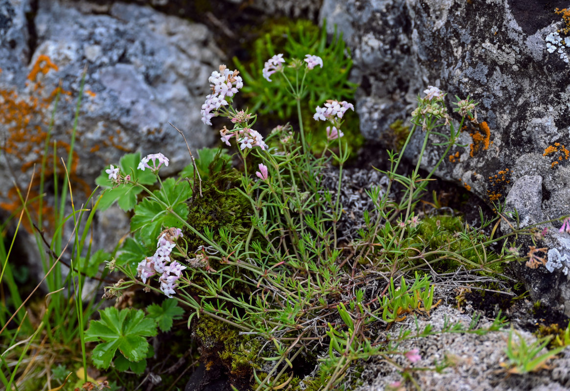 Image of Asperula abchasica specimen.