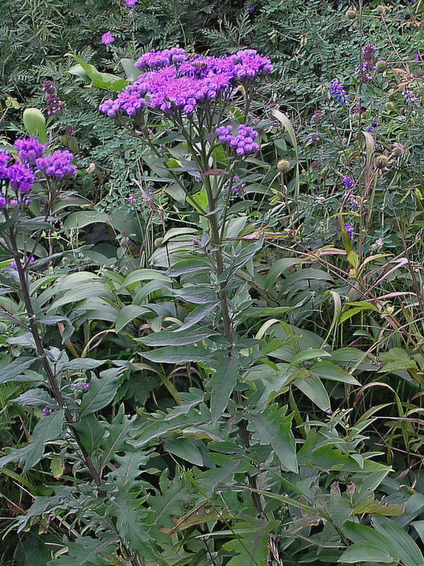 Изображение особи Saussurea odontolepis.