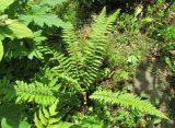 Polystichum setigerum. Спороносящее растение. Московская обл., Щёлковский р-н, в культуре. 08.07.2023.