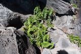 Asplenium decurrens