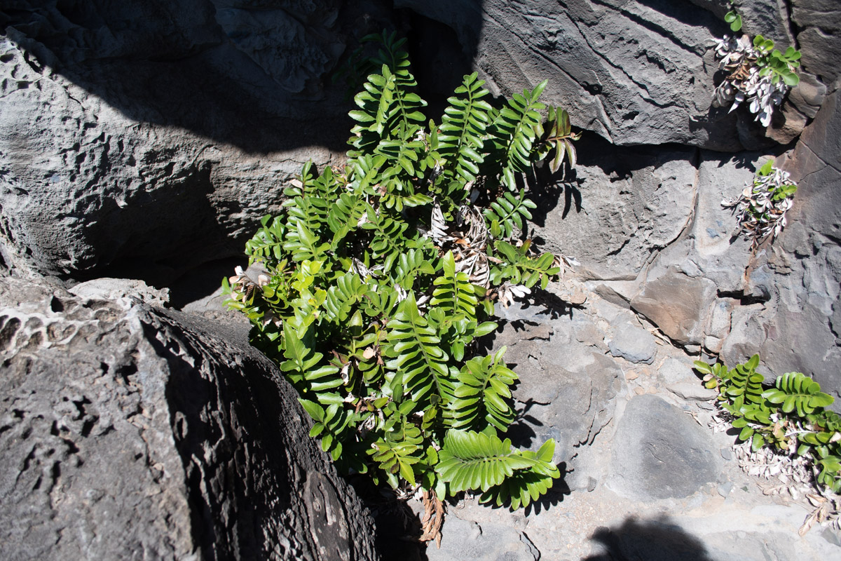 Изображение особи Asplenium decurrens.