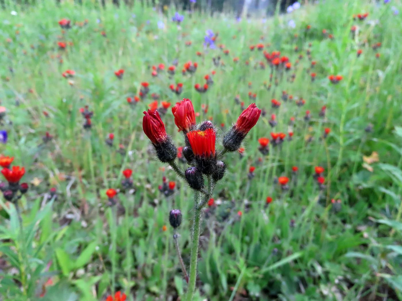 Изображение особи Pilosella aurantiaca.