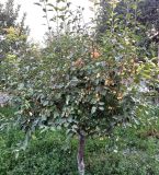 род Malus