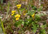 Viola biflora. Цветки и листья (рядом - листья Alchemilla alpina). Мурманская обл., Кольский р-н, сельское поселение Териберка, о. Кильдин, западный берег оз. Могильное, заболоченный участок. 24.06.2023.