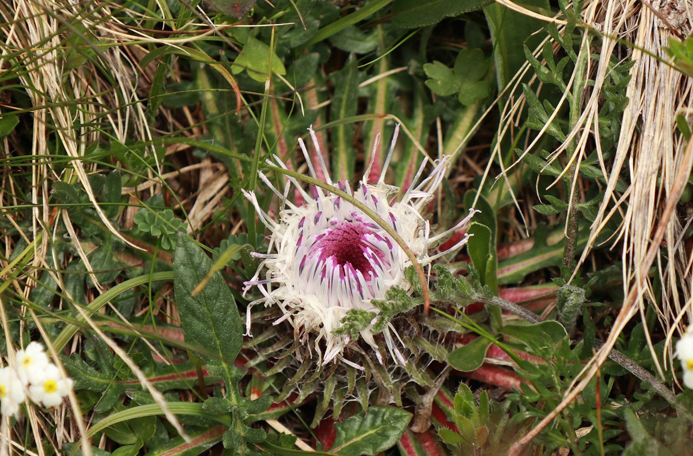 Image of Jurinella moschus specimen.