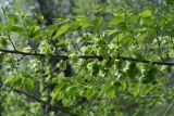 Ulmus pumila
