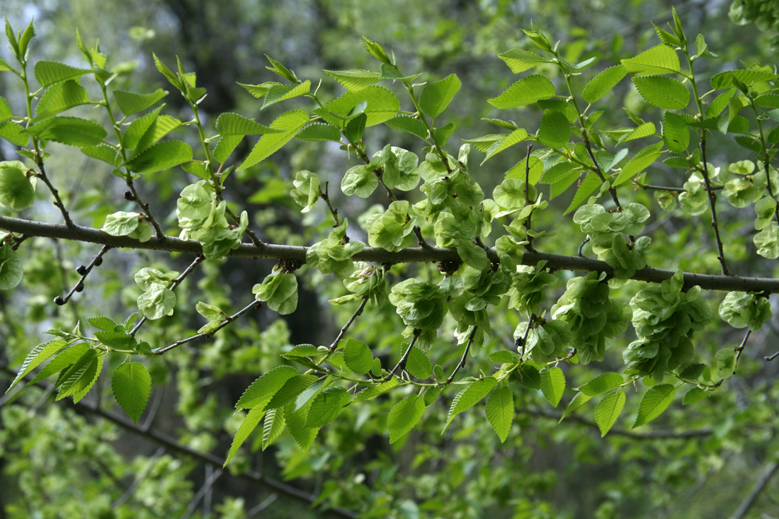 Изображение особи Ulmus pumila.