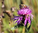 Centaurea jacea. Верхушка растения с соцветием, посещаемым мухой Eristalis tenax. Ленинградская обл., Гатчинский р-н, окр. пос. Пудость. 23.09.2023.