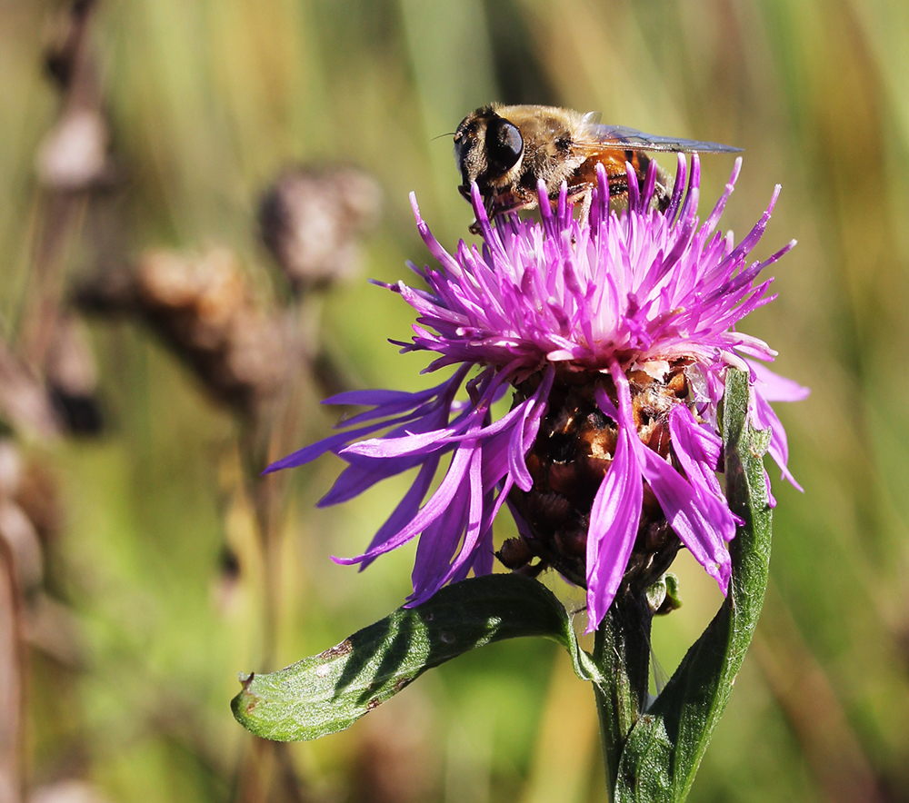 Изображение особи Centaurea jacea.