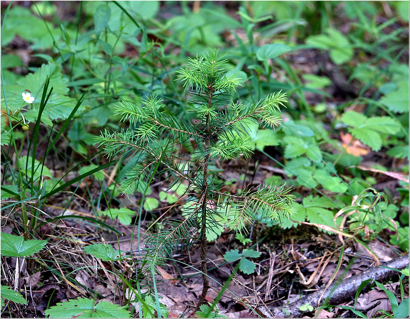 Изображение особи Picea abies.