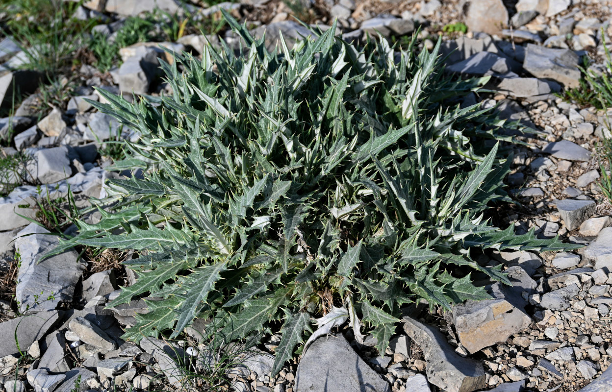 Изображение особи Cirsium argillosum.