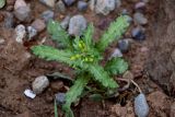 Senecio vulgaris. Цветущее растение. Марокко, обл. Марракеш - Сафи, хр. Высокий Атлас, перевал Тизи-н'Тишка, ≈ 2000 м н.у.м., каменистый сухой склон, у дороги. 01.01.2023.