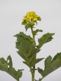 Смотреть изображение семейство Brassicaceae